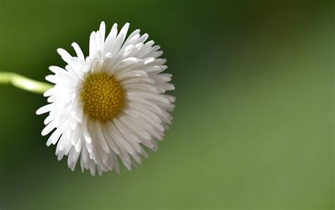 Daisy Pointed Flower White Free Photo On Pixabay Pixabay