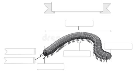 External Anatomy Of Millipede Worksheet Stock Vector Illustration Of