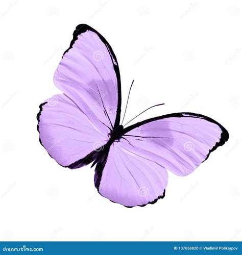 Tropical Purple Butterfly Isolated On White Background Stock
