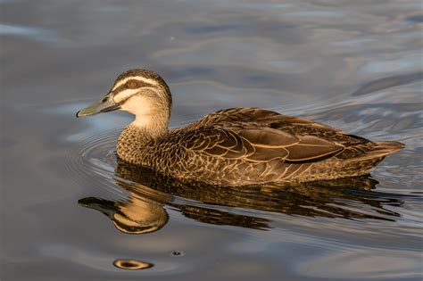 Australian Ducks Australias Wonderful Birds