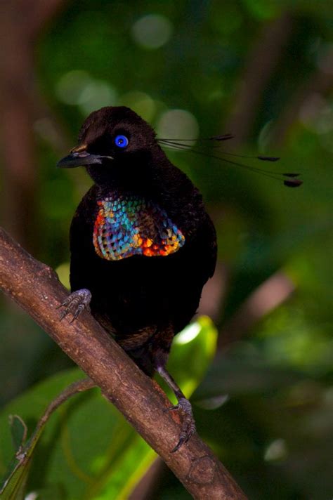 Duivenbode S Six Wired Bird Of Paradise Papua New Guinea R Mostbeautiful