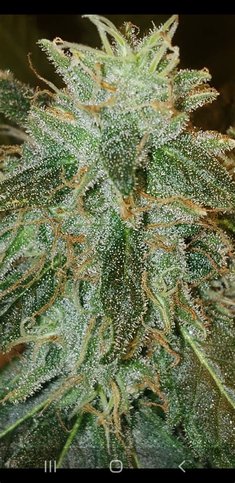 Cannabis Flowering Week 7 My XXX Hot Girl