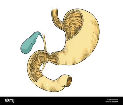 Illustration Of Stomach And Duodenum Stock Photo Alamy