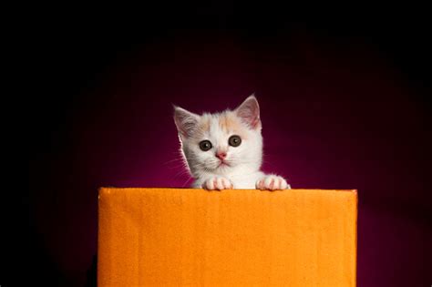 Scottish Fold Kitten In A Box With Purple Background In The Studio