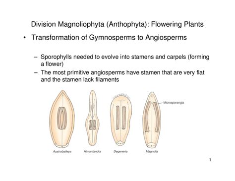 Division Magnoliophyta Anthophyta Flowering Plants Transformation