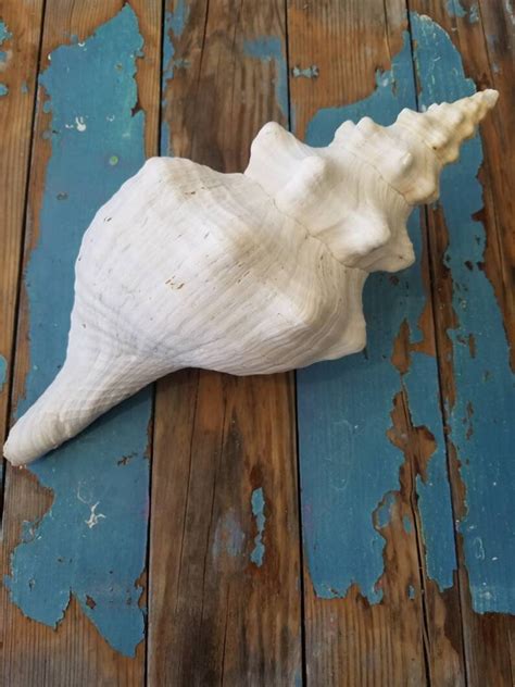 Collectors Large Horse Conch Seashell Display Collectible Giant Ocean