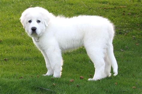 These fluffy, loving great pyrenees mix puppies are a cross between the great pyrenees and another dog breed. Golden Pyrenees (Golden Retriever/Great Pyrenees Mix ...