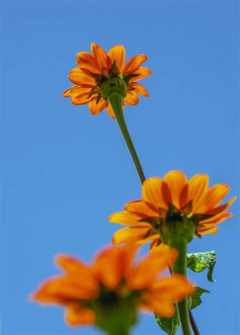 New york's was the first. Orange Flowers On Blue Sky Photograph by Debbie Karnes