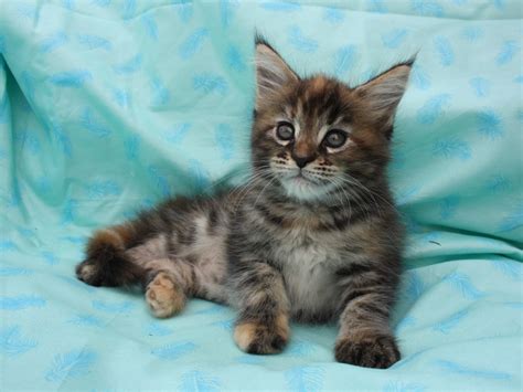 Ukuran tubuhnya panjang dan besar. Foto Anak Kucing Maine Coon | EncikShino.com