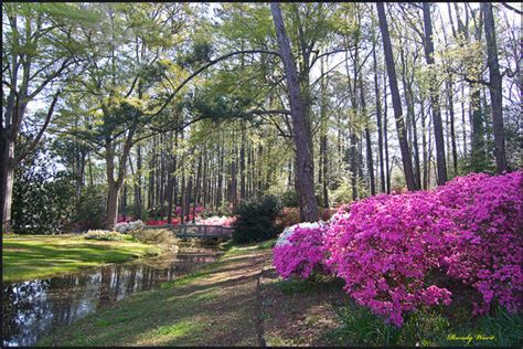 Azaleas In Full Bloom Callaway Gardens In Pine Mountain Ga Callaway