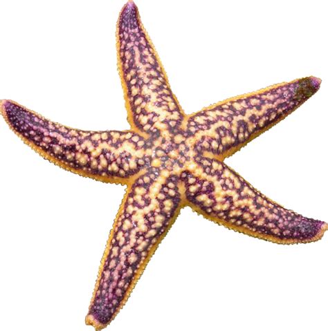 Free Starfish Png Transparent Images Download Free Starfish Png