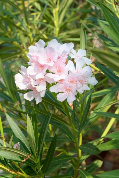 13691 Oleander Stock Photos Free And Royalty Free Stock Photos From
