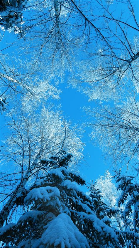 Free Download Winter 5k 4k Wallpaper Forest Fir Tree Snow Winter 4k