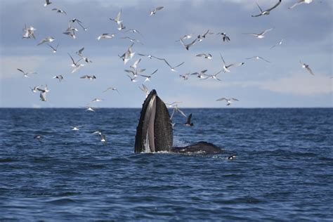 Akureyri Whale Watching Guide To Iceland
