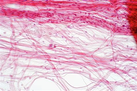 Areolar Connective Tissue Photograph By Choksawatdikorn Science Photo