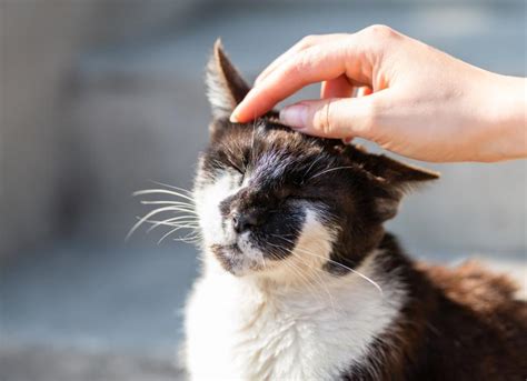 Skin Fungal Infections In Cats Petmd
