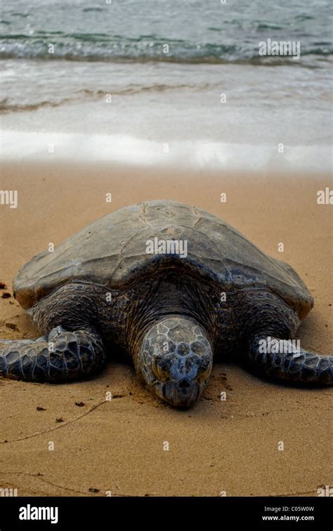 Turtle Sunbathing At Turtle Bay Beach Oahu Hawaii Turtle Bay My XXX