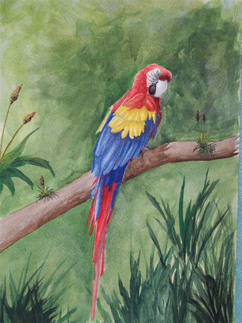 Jungle And Rainforest Art Of Costa Rica Wildlife Paintings And Photographs
