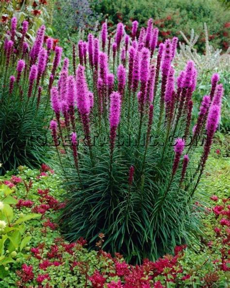 Colorful Landscaping Ideas With Low Maintenance Flower Bushes Hoommy