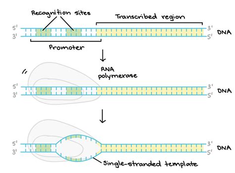dna transcription rna synthesis articles diagrams and video 2022