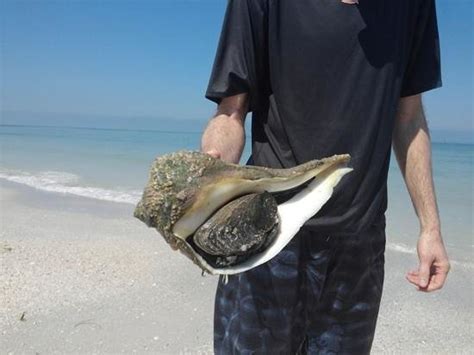 St pete beach fwc registered and insured nuisance wildlife trapper. Shell Key Shuttle (St. Pete Beach) - All You Need to Know ...