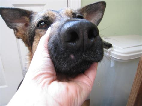 Pink Bump On Muzzle German Shepherd Dog Forums
