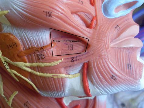 15 79 Músculo Bucinador Anatomia Humana I