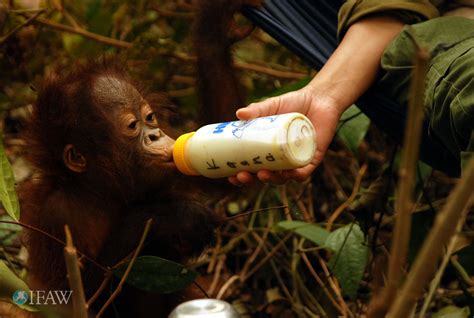 Baby Orangutan Bottle Feeding 1lgbluq Baby