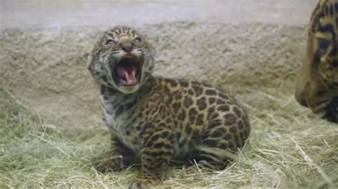 Jaguar Cub Makes Adorable Debut In California