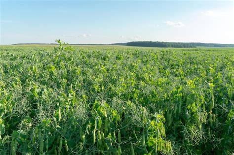 Um Grande Campo De Ervilhas Verdes Cultivo De Ervilhas Verdes Em Escala