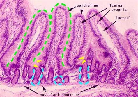 Identify Histology Of Digestive System Flashcards Flashcards By Proprofs