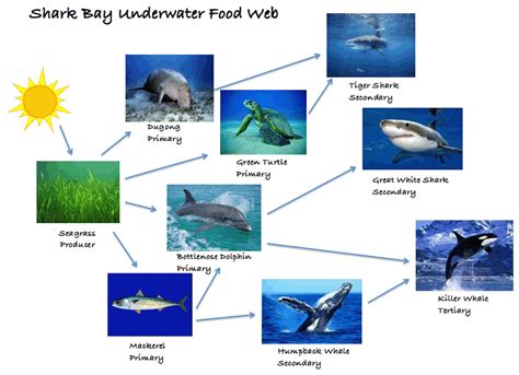 Seagrass Meadows - MARINE ECOSYSTEMS IN W.A. - LibGuides at Swan Valley
