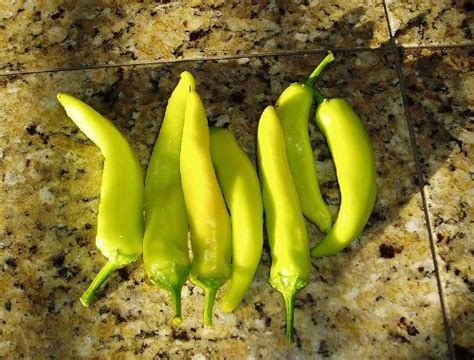 300 Hungarian Hot Wax Pepper Hot Banana Pepper Capsicum Annuum Vegetable Seeds