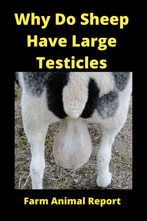 Why Do Sheep Have Large Testicles Farm Animal Report