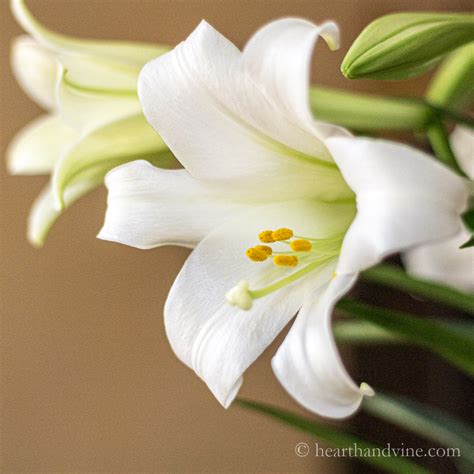 Easter Lilies Their Meaning And An Easter Centerpiece Hearth And Vine