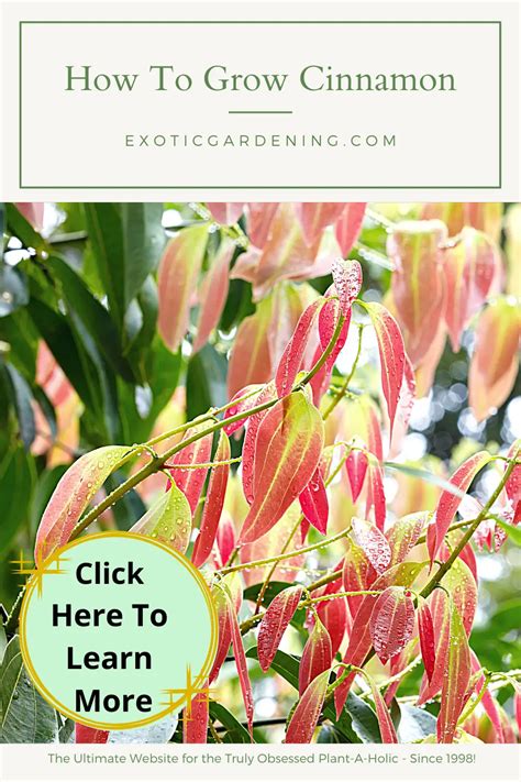 How To Grow Cinnamon Exotic Gardening