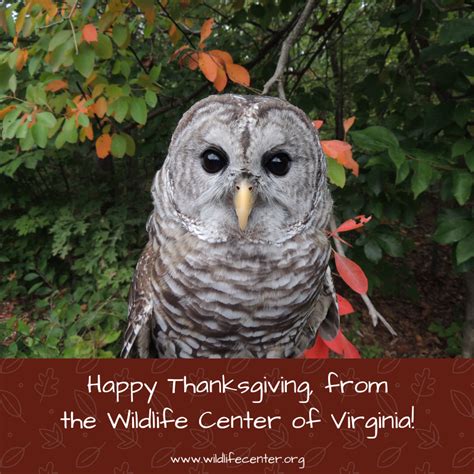 Happy Thanksgiving 2018 The Wildlife Center Of Virginia