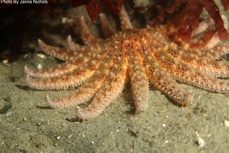 Iconic Sunflower Sea Star Is Now Critically Endangered