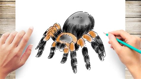 How To Draw A Tarantula Easy Step By Step Start Off With A Pencil Sketch