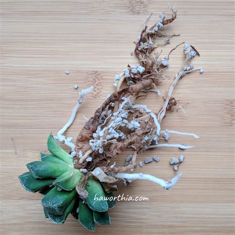Dark brown, mushy root tips and dark leaves are signs of root rot. Root Rot • The Genus Haworthia