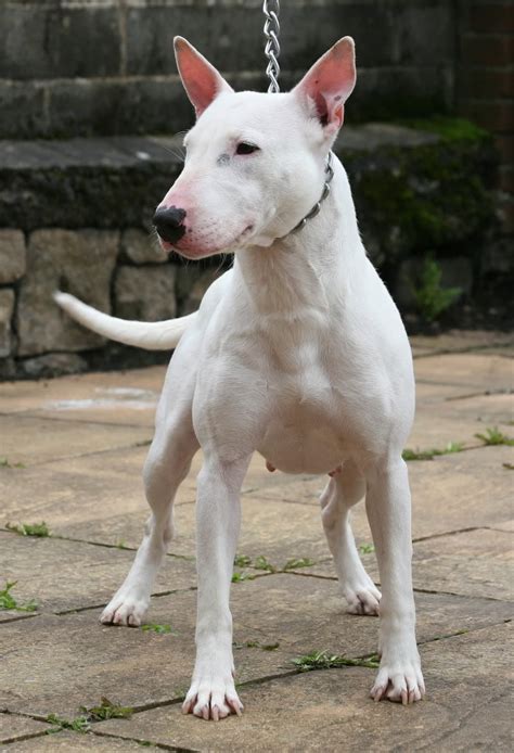 A normal heart rate depends on the individual as well as a variety of factors. MorsoRosso: STORIA & STANDARD - BULL TERRIER