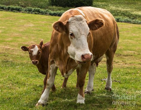 Mother And Baby Cow Photograph By Iris Richardson