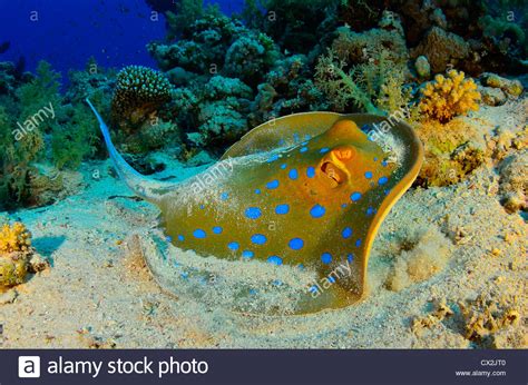 Red Sea Underwater Coral Reef Sea Life Marine Life