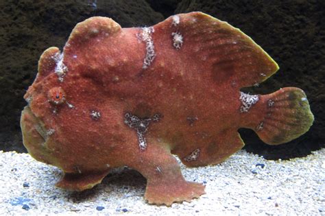 Antennarius Commerson Giant Frogfish