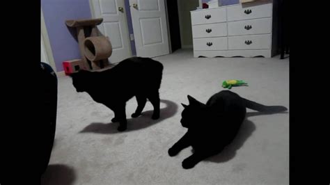 Black Cat High Jumping And Backflips Twin Black Cats Youtube