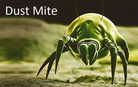 How To Get Rid Of Dust Mites In Carpet Naturally All About Dust Mites