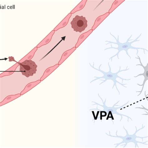 The Potential Effects Of Valproic Acid Vpa On Breast Cancer Cells And