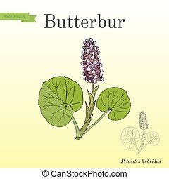 Butterbur Petasites Hybridus Medicinal Plant Butterbur Petasites