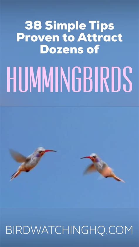 2022 Hummingbird Migration Map Find Out When To Expect Them Artofit