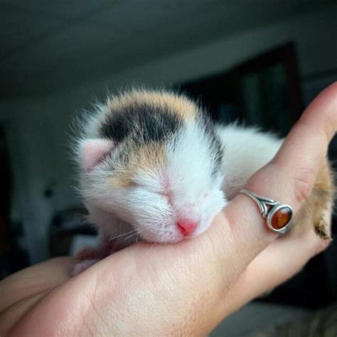 Calico Kitten Princess Living Bottle Fed Dream Thanks To Good Fairy
